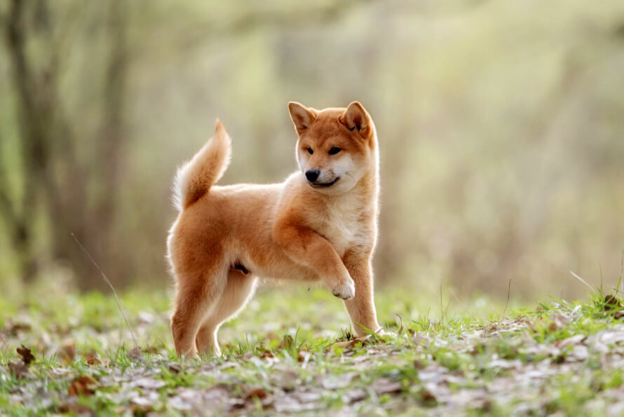 shiba inu kiskutya kölyök